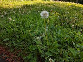 dandelion