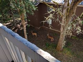 Deer Grazing